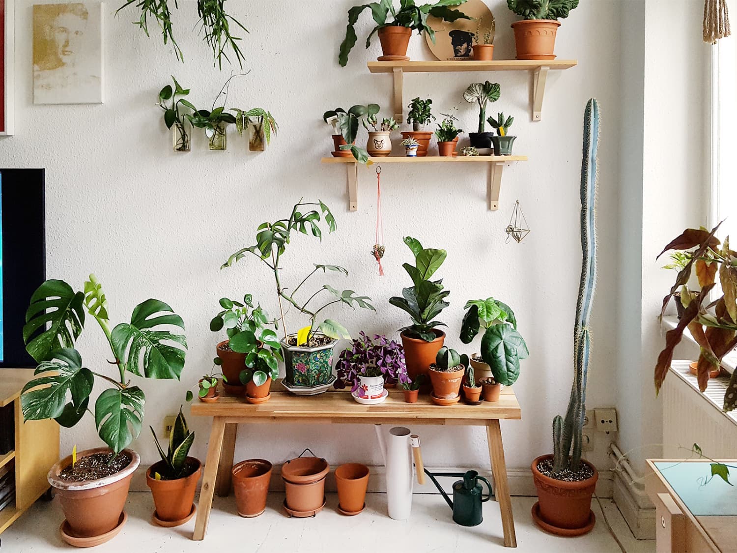 Pflanzenshop Deutschland: Die besten Angebote für Gartenpflanzen und Zimmerpflanzen