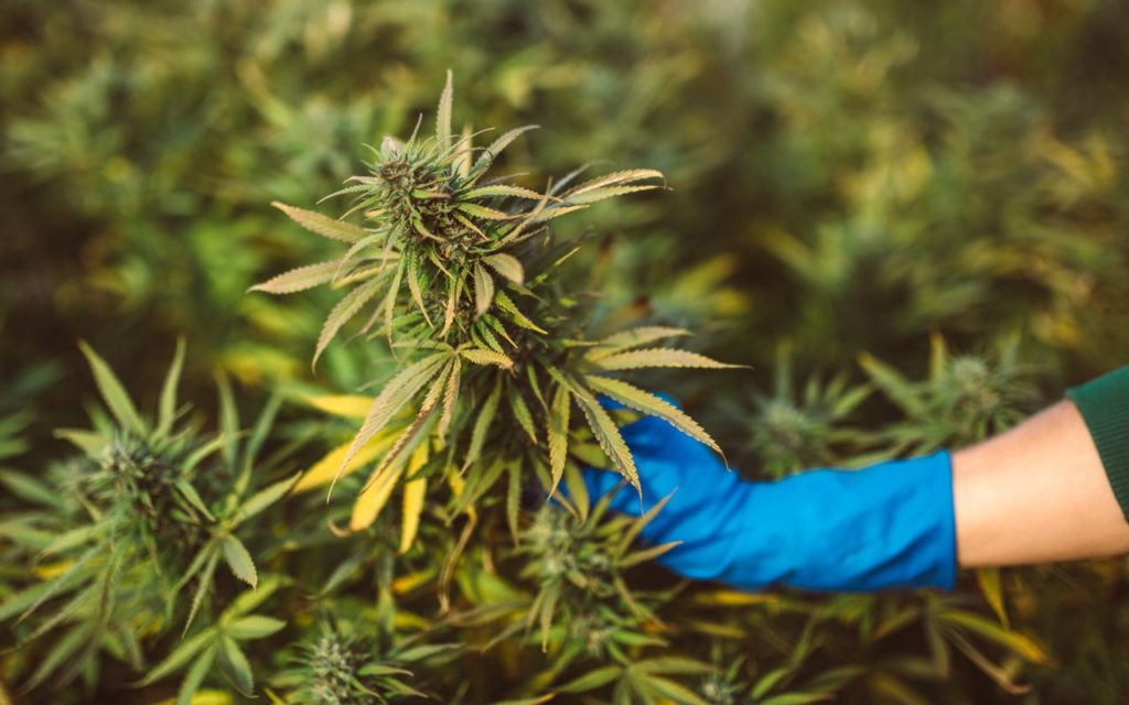 Entdecke die neusten Strains und Marihuanasamen bei Cannapot
