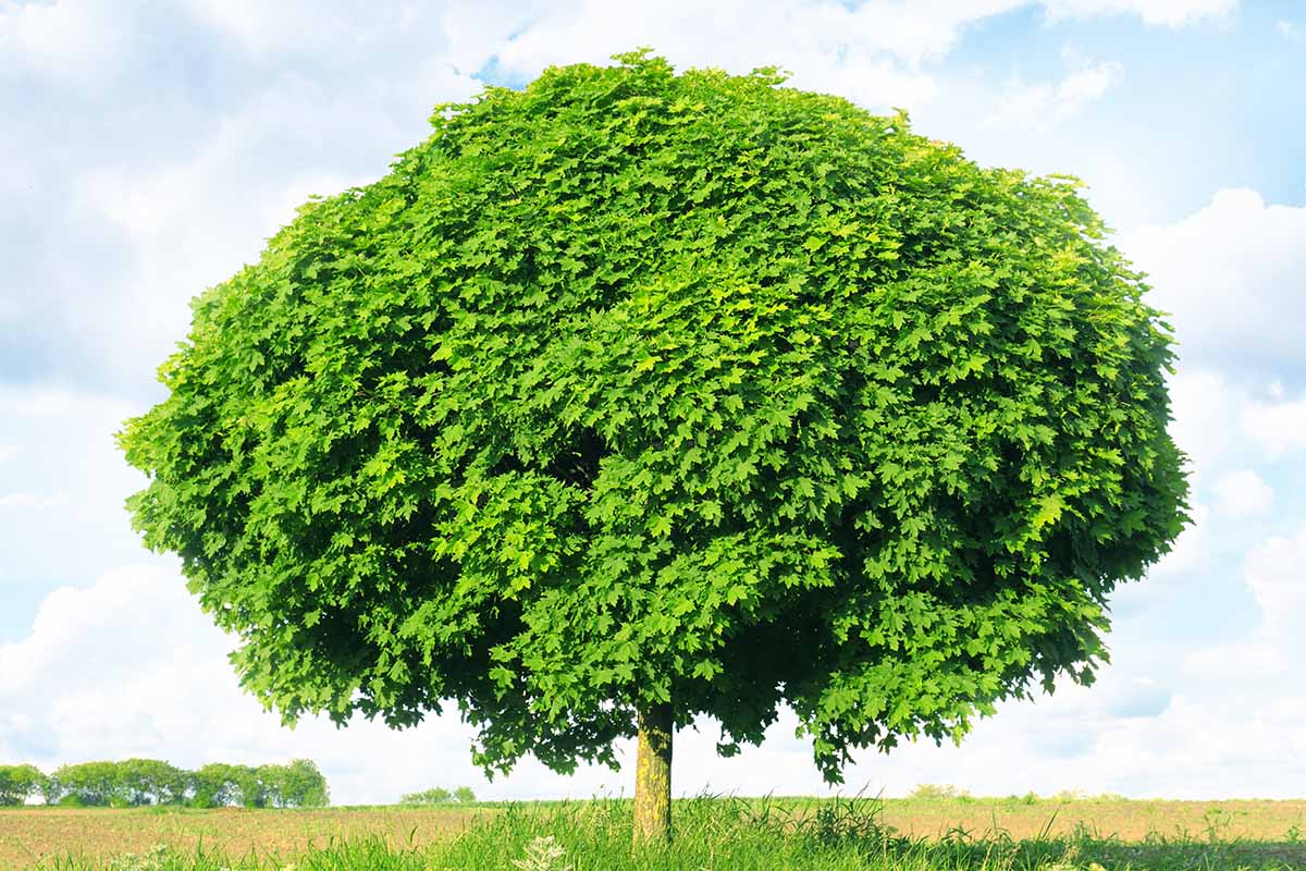 Kugelbäume schneiden: So bleibt die perfekte Form erhalten