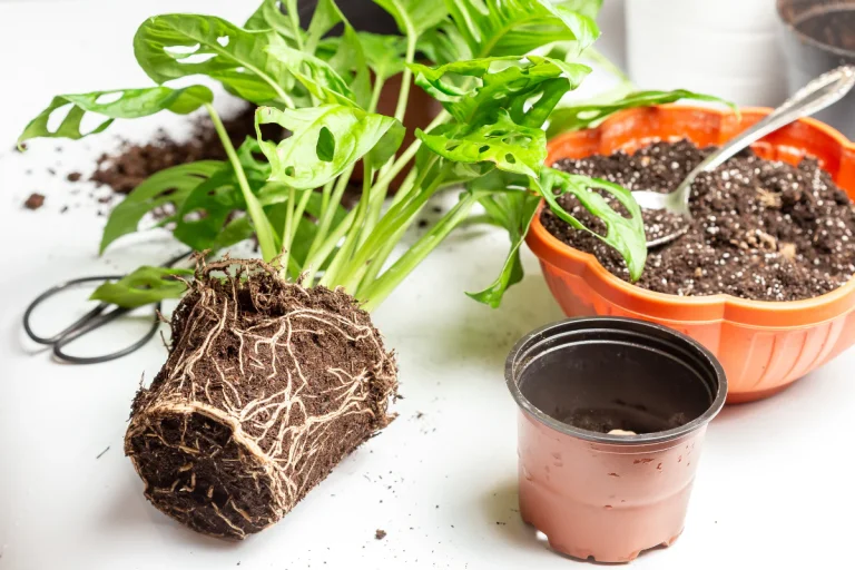 Kopie_von_Blogpost_29_2048x2048